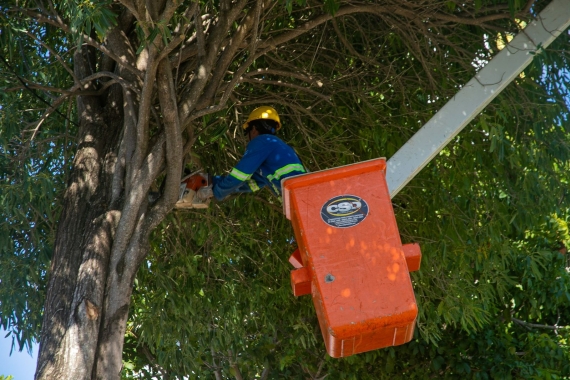 Semsur divulga cronograma de poda para esta semana em Natal