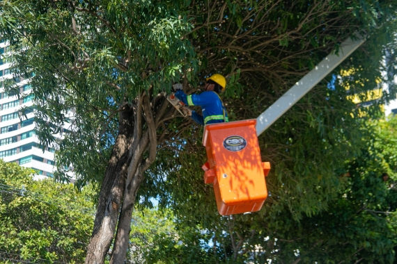 Prefeitura realiza cerca de 9 mil manejos arbóreos e intensifica podas em toda Natal 