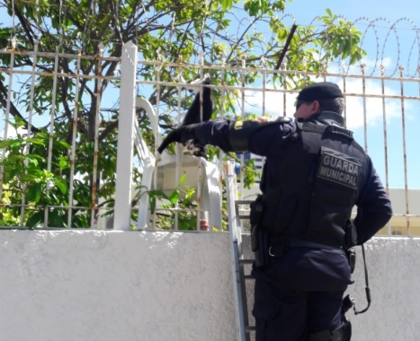 Guarda Municipal resgata felino preso em cerca de concertina