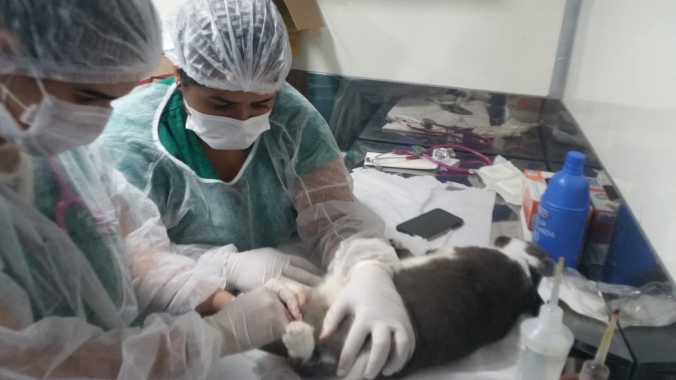 CCZ promove castração de mais de 300 animais em 2019 