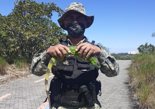 Guarda Municipal resgata três iguanas em bairros distintos de Natal