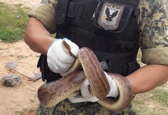 Guardas municipais resgatam jiboia-arco-íris em condomínio de Natal