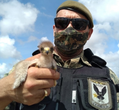 Guarda Municipal resgata filhote de gavião-carijó em residência na ZN