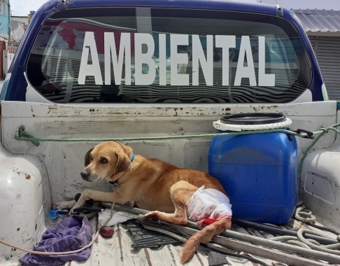 Cadela com sangramento exposto é regatada em ação da Guarda Municipal