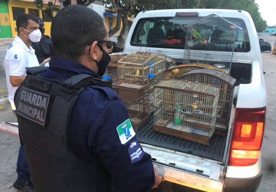 Guarda Municipal resgata pássaros silvestres na zona Norte de Natal