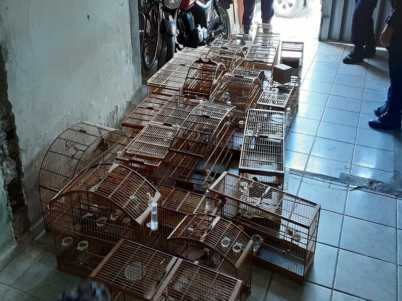 Fiscalização resgata 23 aves silvestres nesta sexta-feira no bairro do Planalto