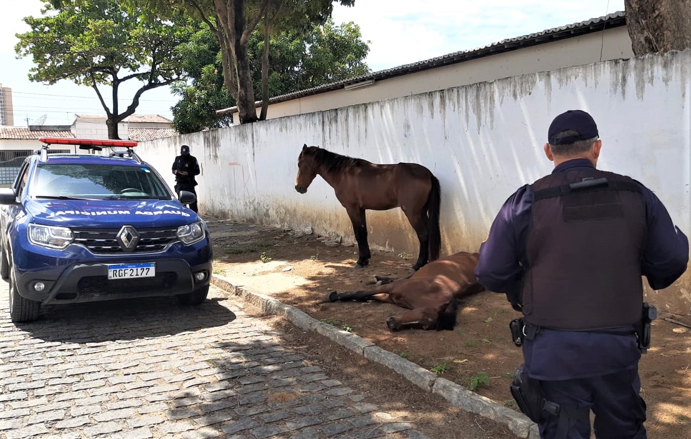 Cavalos vítimas de maus-tratos são resgatados na Cidade da Esperança