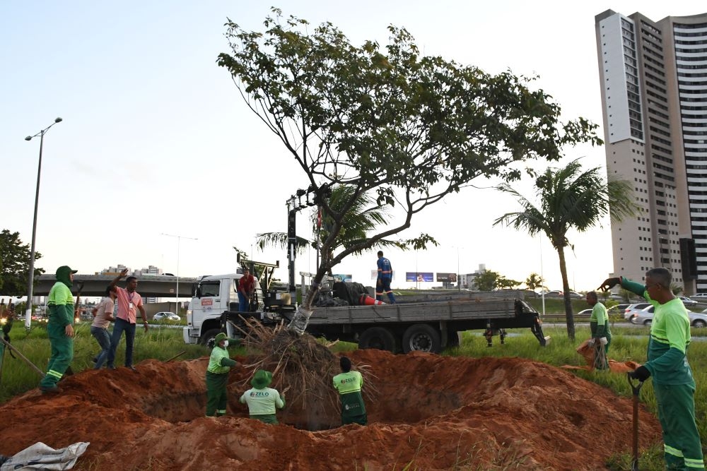 Planta Natal planeja ação ambiental no Dia da Árvore