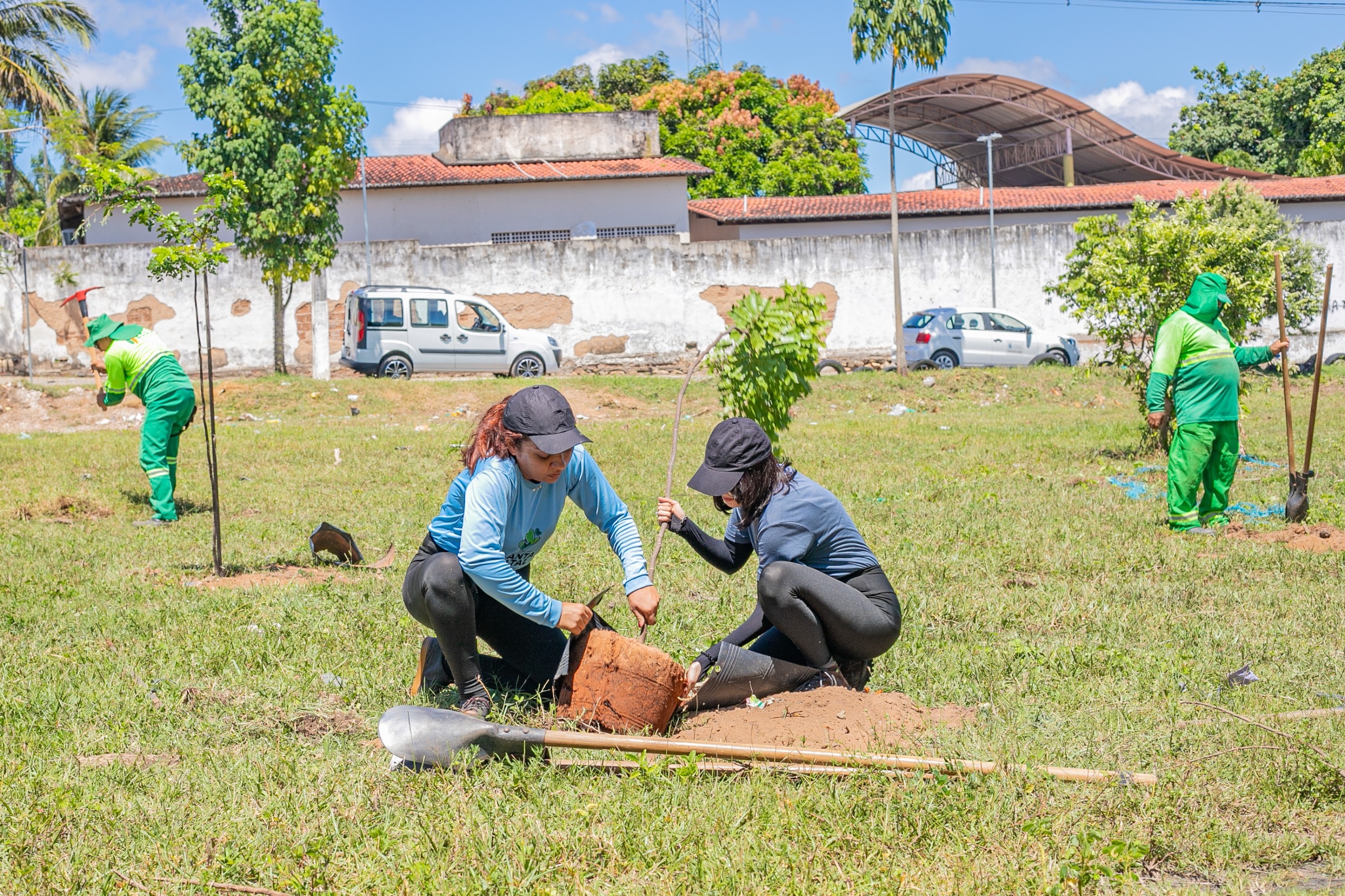 Mais de 60 mudas de pau-brasil são plantadas nas 4 regiões de Natal 