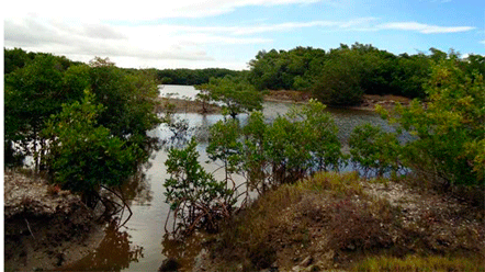 Audi&ecirc;ncia P&uacute;blica discute nesta quarta-feira &aacute;reas de mangue